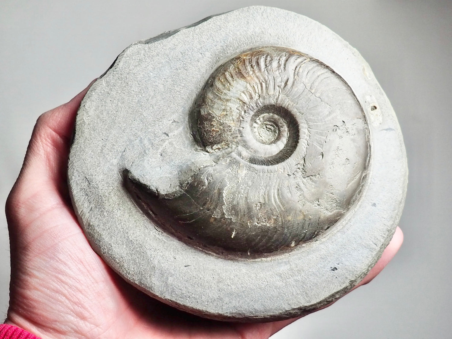 Stunning Eleganticeras Ammonite In Nodule – Buyafossil