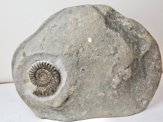 Large Arnioceras Ammonite Display Piece