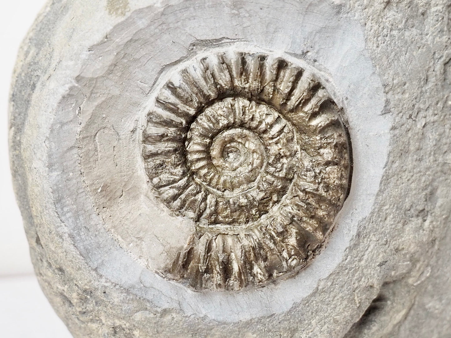 Large Arnioceras Ammonite Display Piece