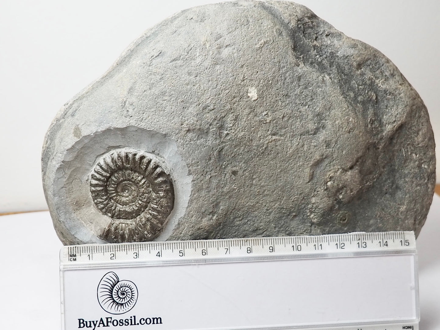 Large Arnioceras Ammonite Display Piece