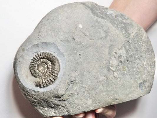 Large Arnioceras Ammonite Display Piece