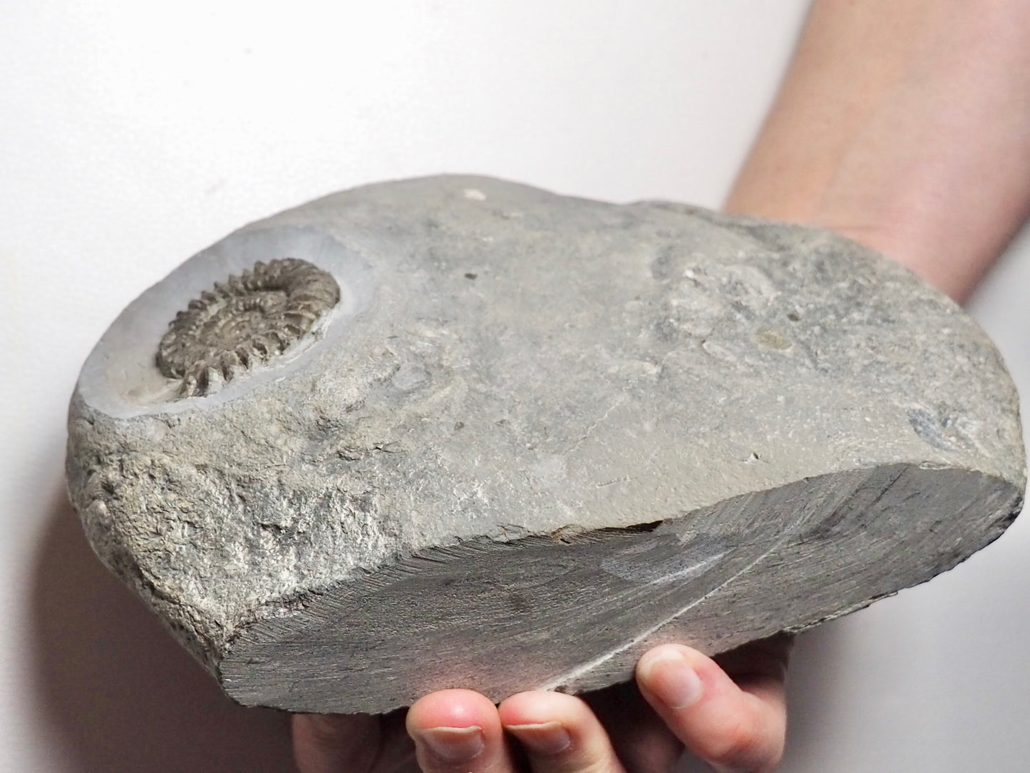 Large Arnioceras Ammonite Display Piece