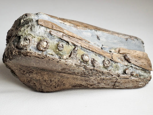 Ichthyosaur Jaw with Teeth