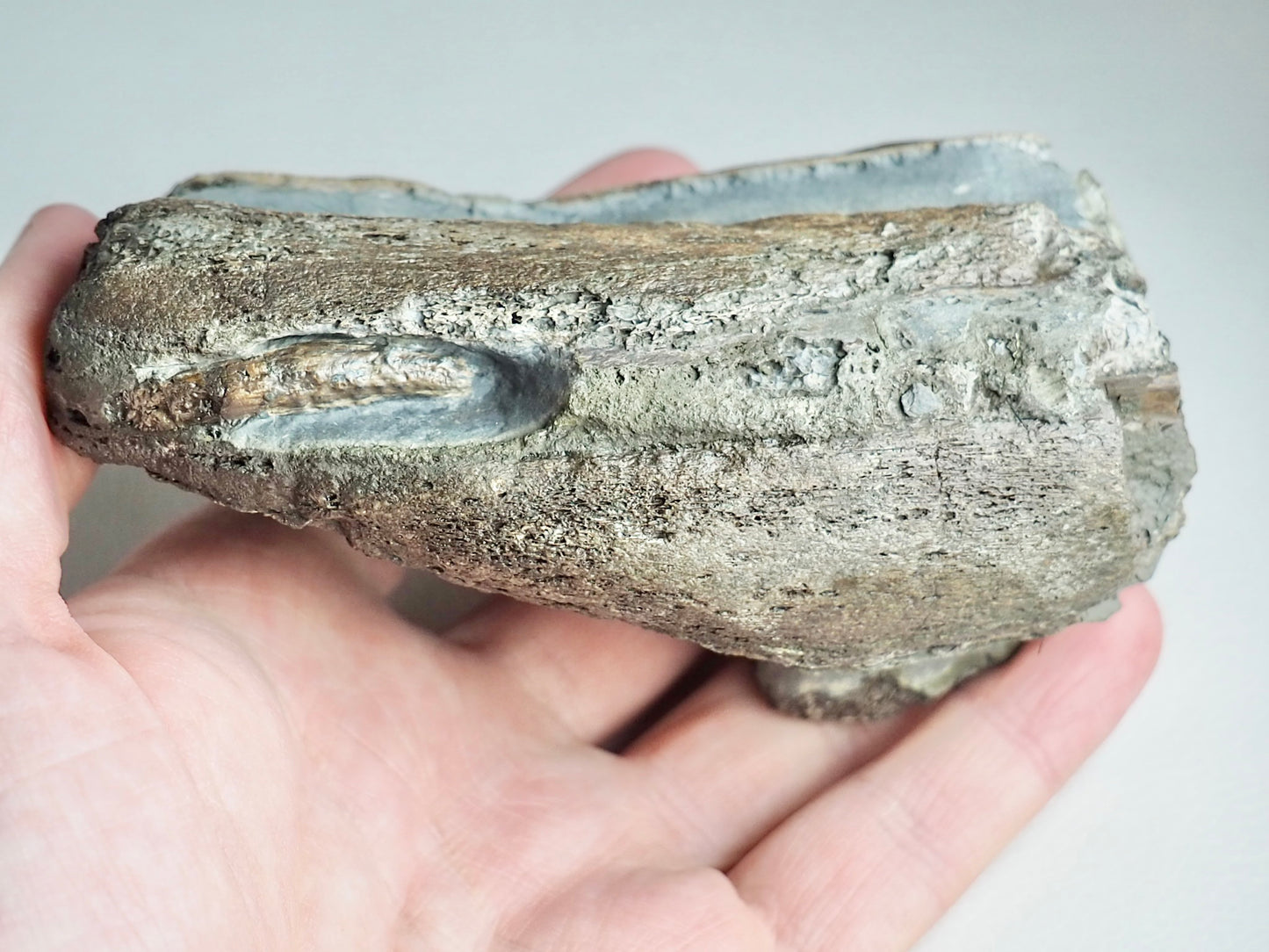 Ichthyosaur Jaw with Teeth