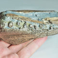 Ichthyosaur Jaw with Teeth – Whitby Yorkshire Coast – Jurassic