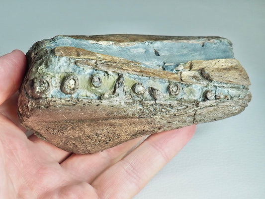 Ichthyosaur Jaw with Teeth