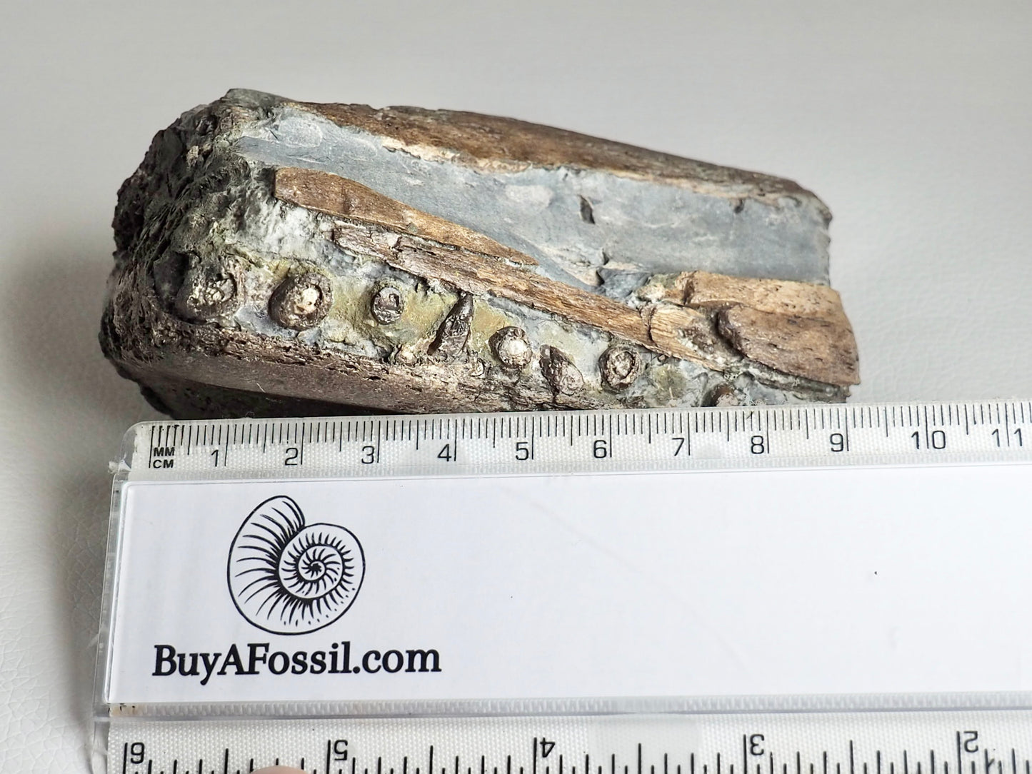 Ichthyosaur Jaw with Teeth