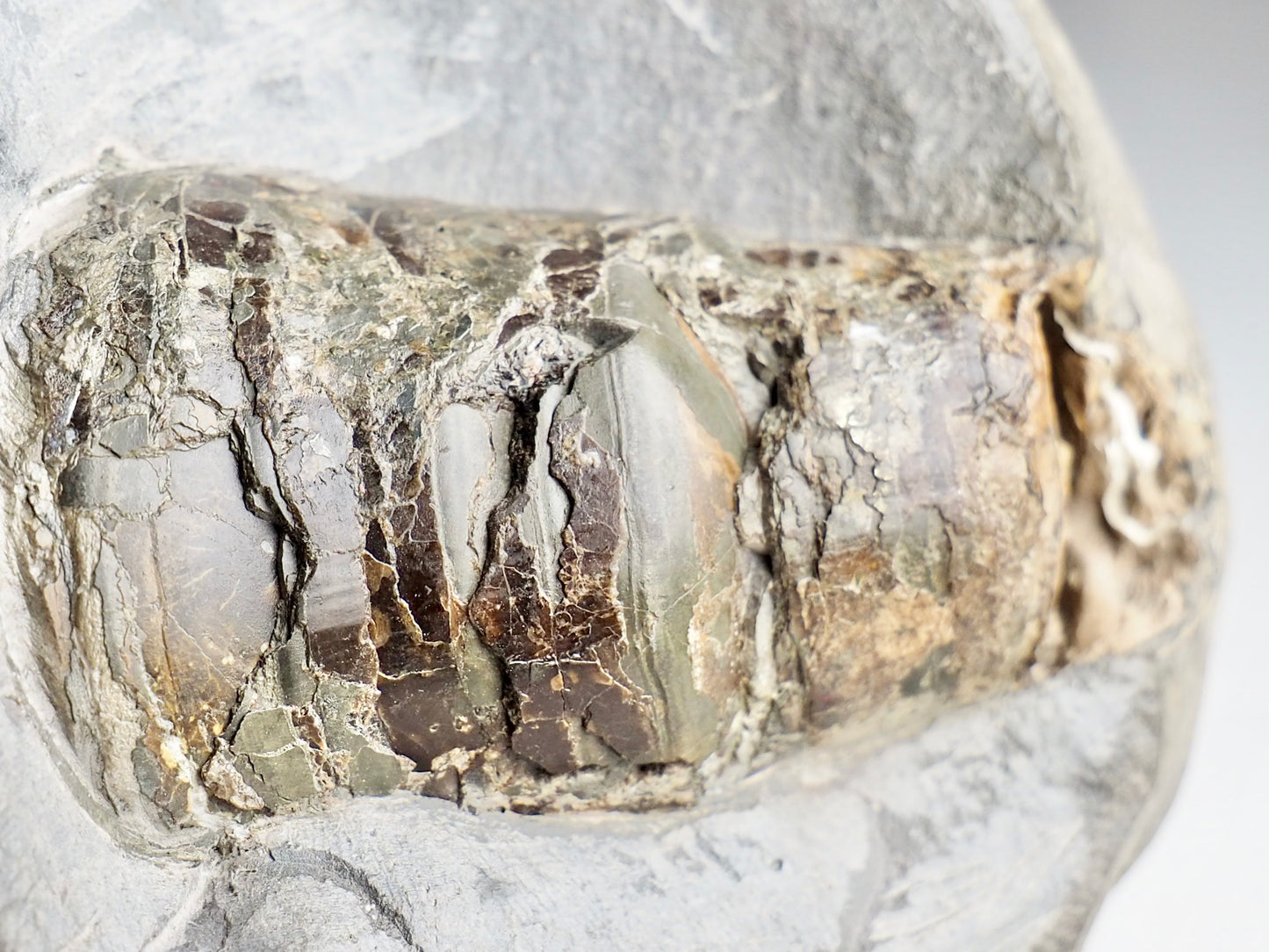 Beautifully Prepared belemnite Phragmocone