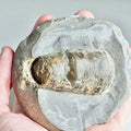 Beautifully Prepared belemnite Phragmocone