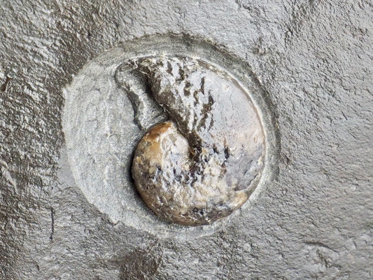 Small Phylloceras Ammonite