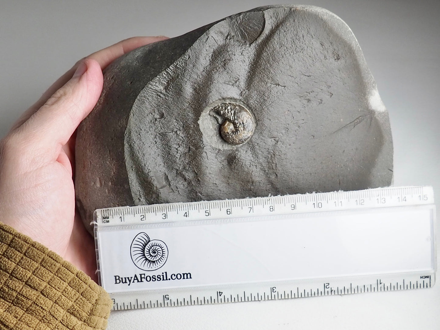 Small Phylloceras Ammonite