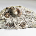 Eleganticeras Ammonite Fossil – Whitby Yorkshire Coast – Jurassic