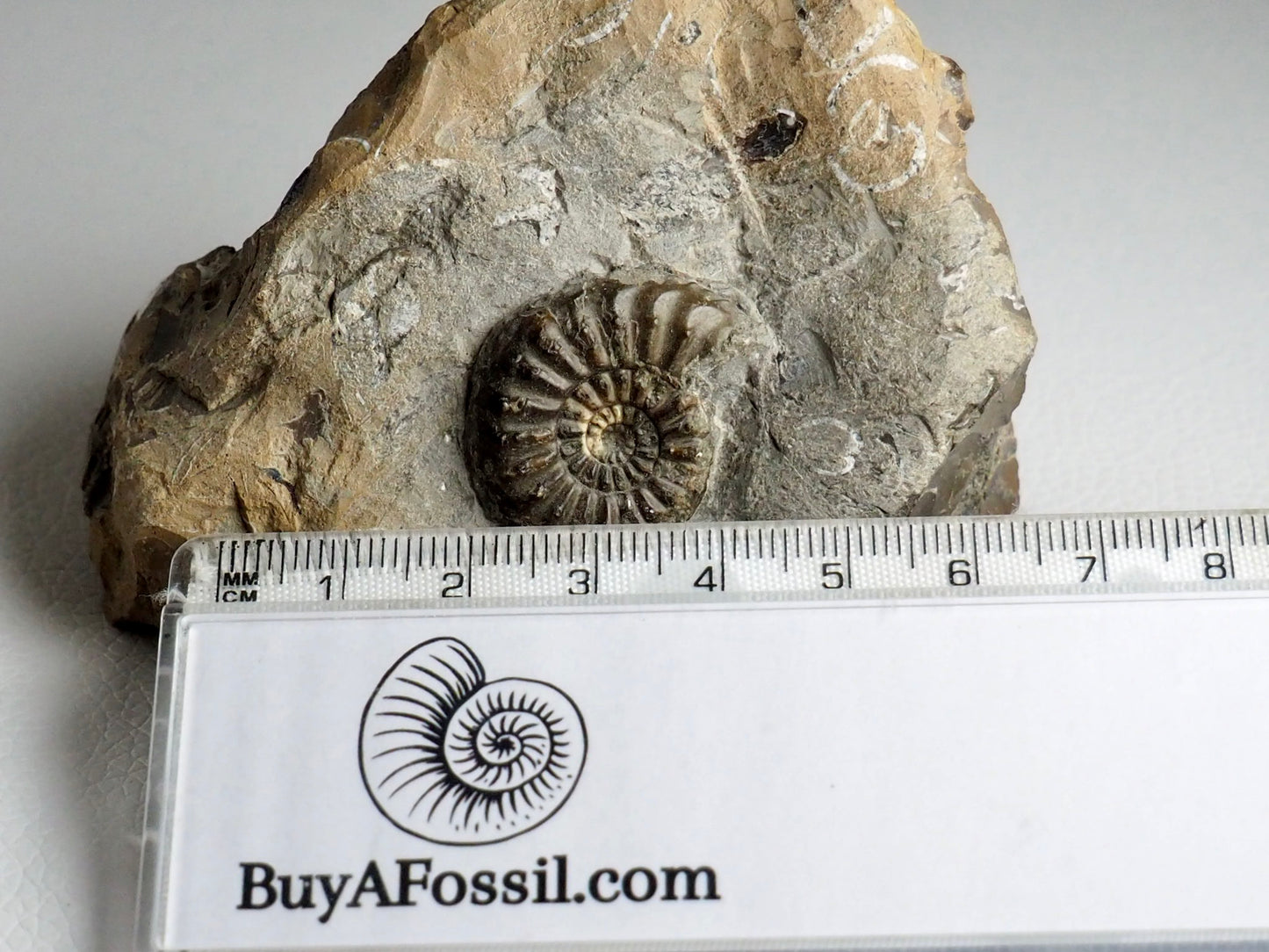Amaltheus Subnodosus Ammonite CutBase