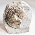 Harpoceras Falciferum With CutBase