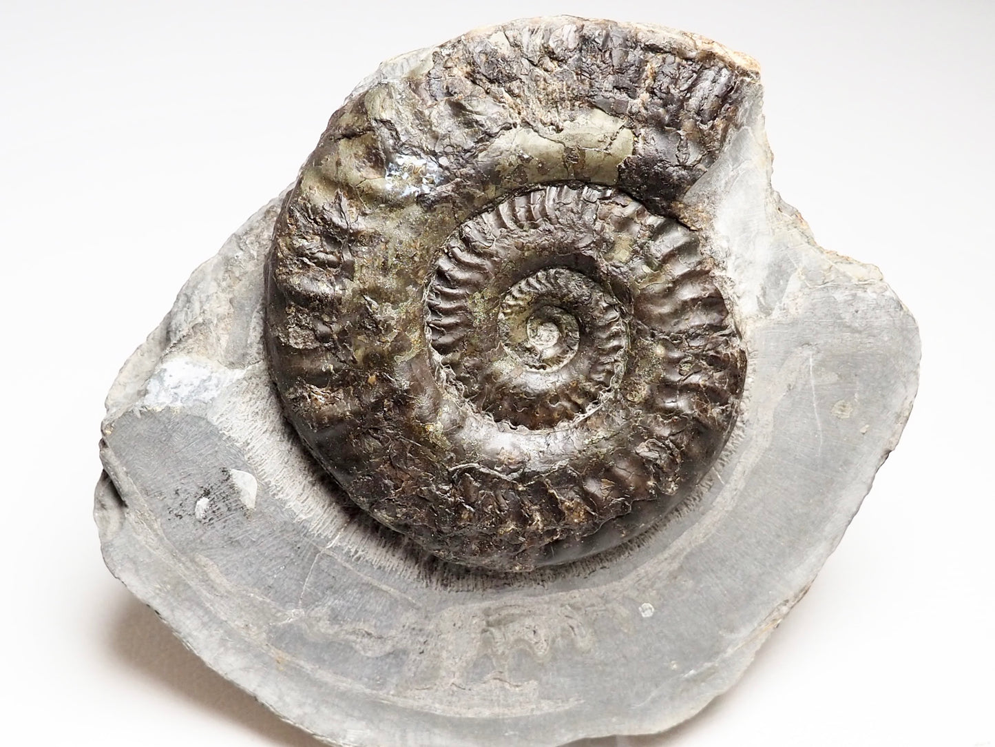 Hildoceras Ammonite from Whitby