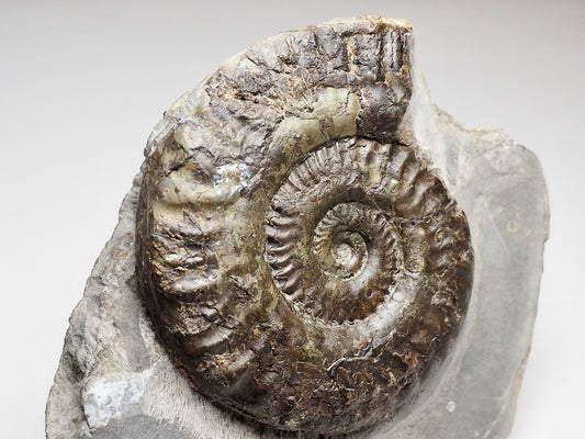 Hildoceras Ammonite from Whitby