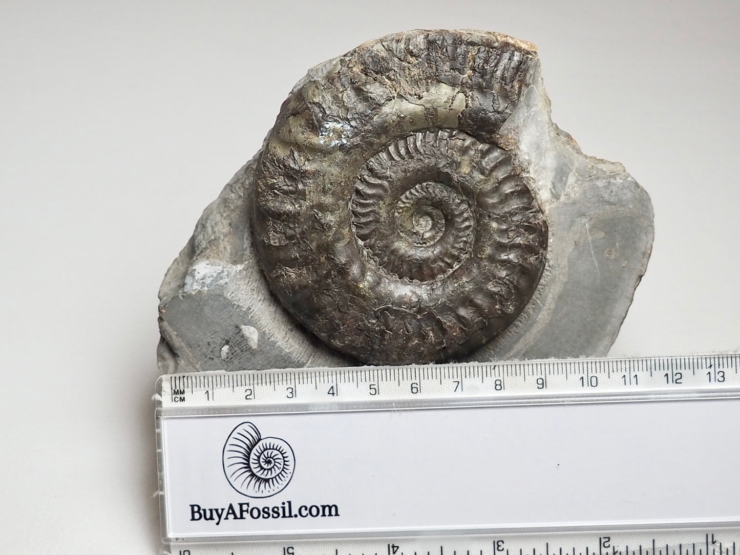 Hildoceras Ammonite from Whitby