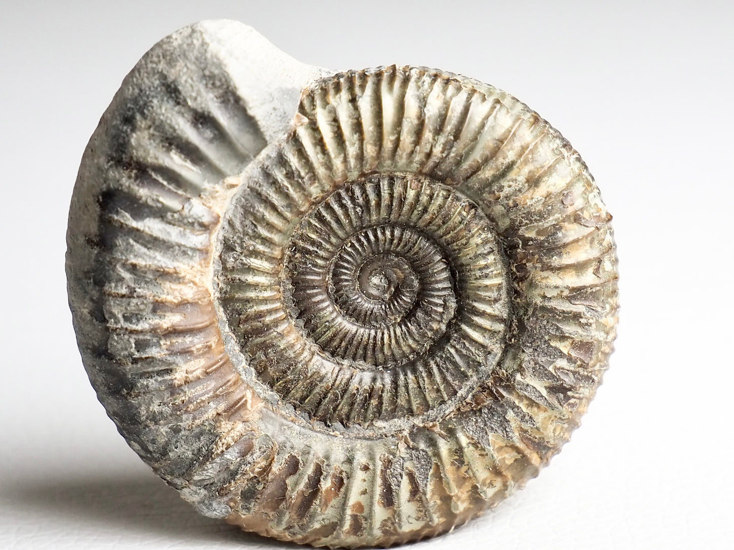 Dactylioceras Ammonite Fossil Whitby