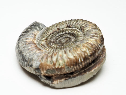 Dactylioceras Ammonite Fossil Whitby