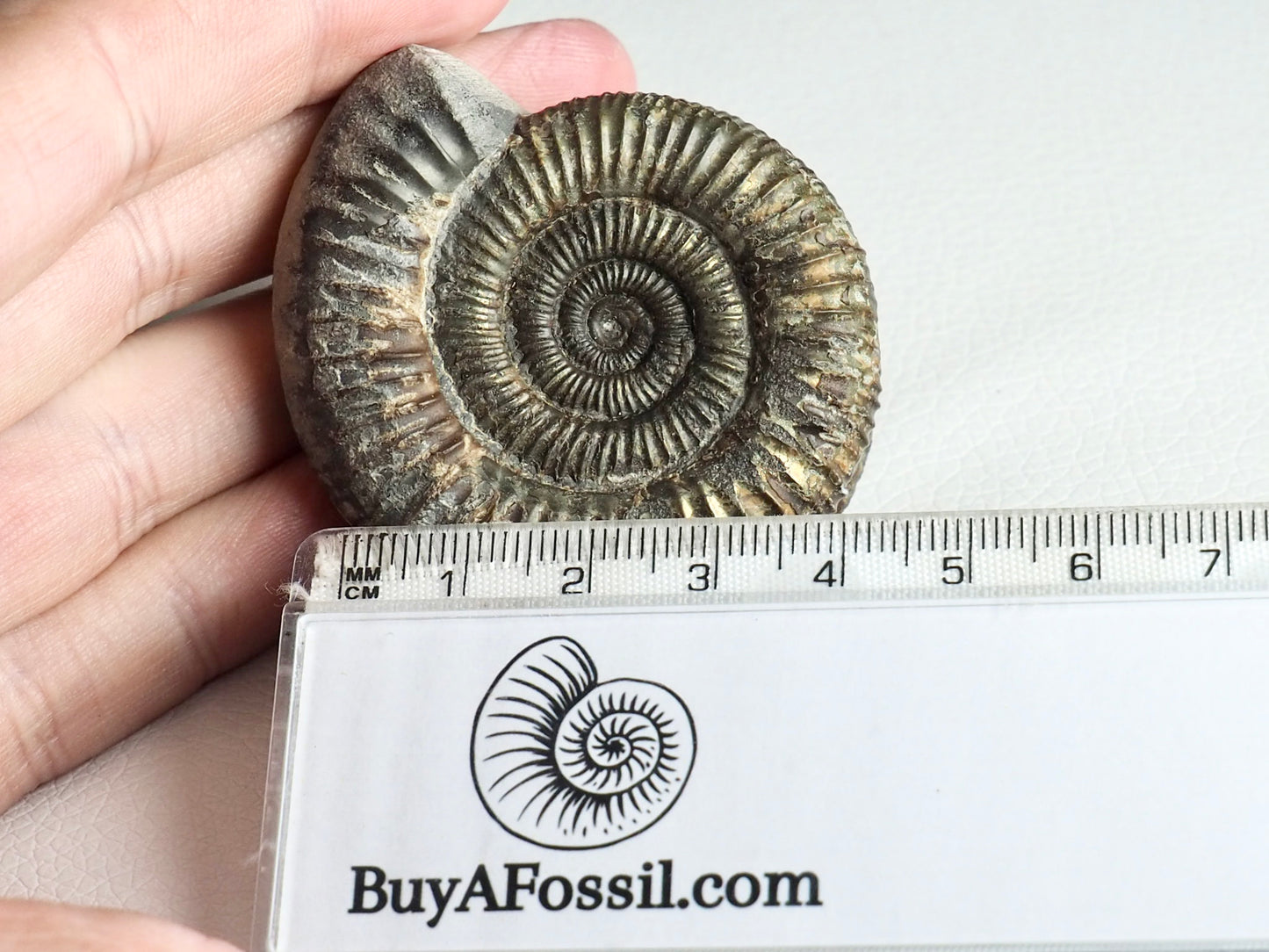 Dactylioceras Ammonite Fossil Whitby