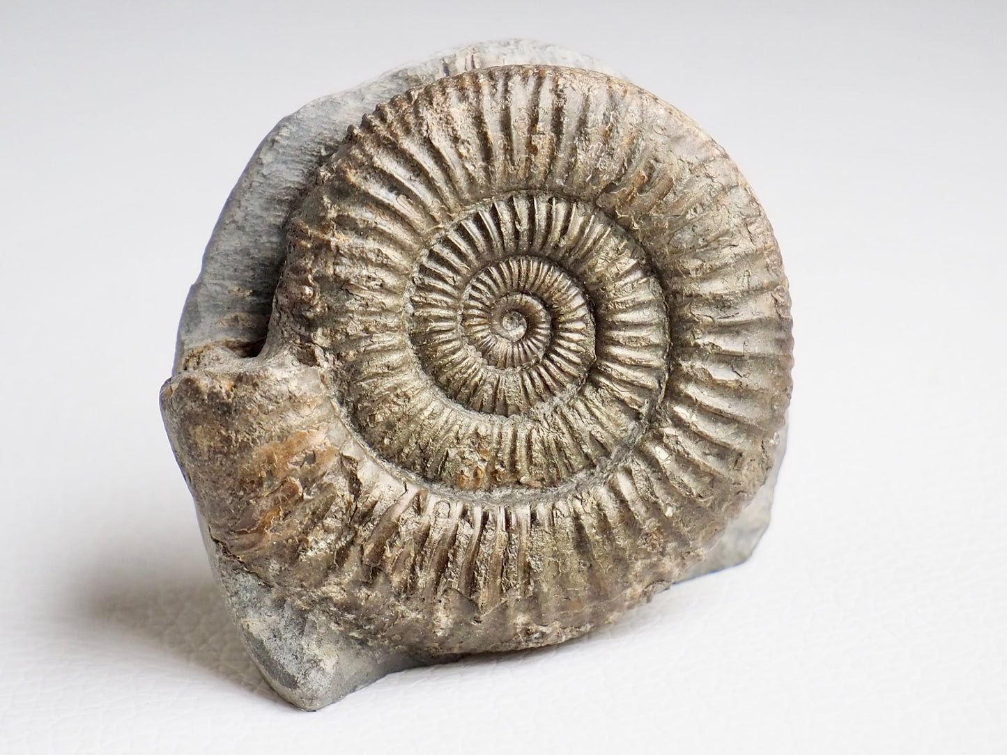 CutBase Dactylioceras Ammonite Fossil