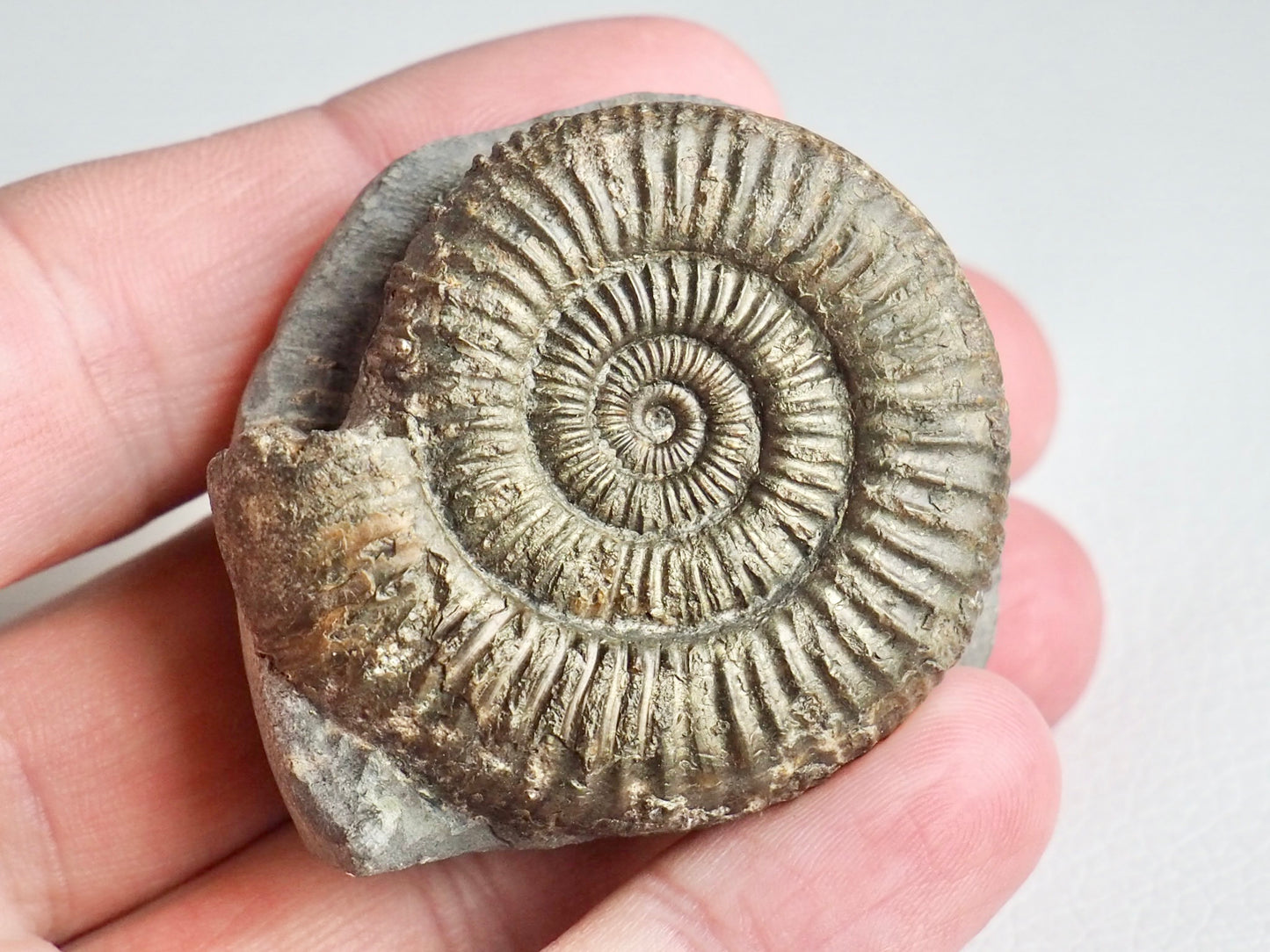 CutBase Dactylioceras Ammonite Fossil