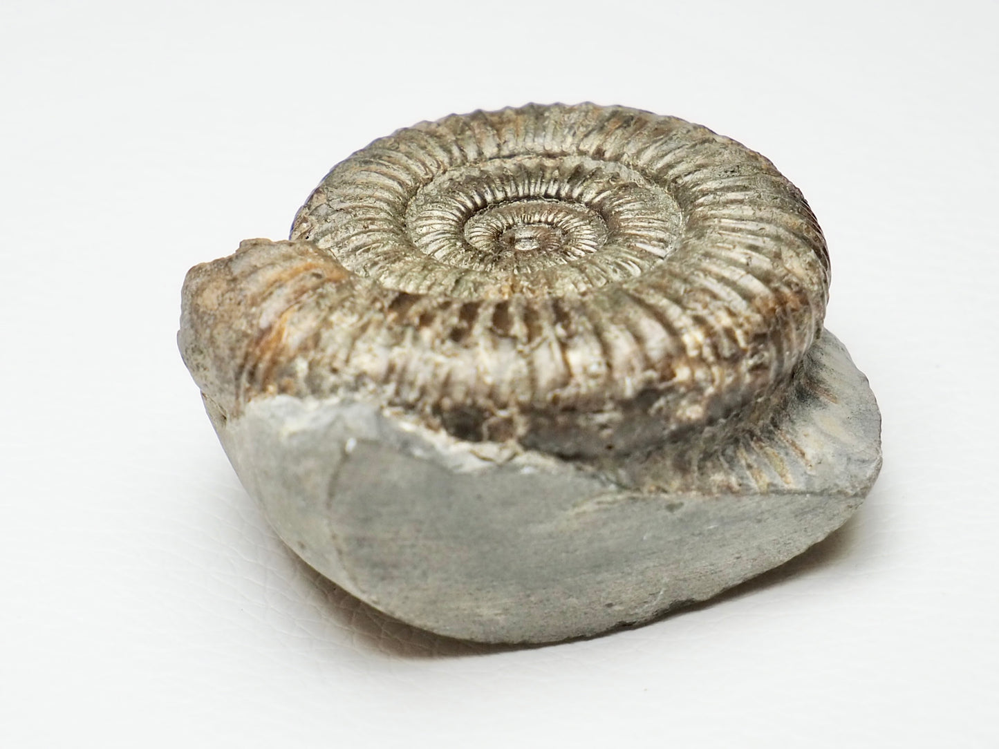 CutBase Dactylioceras Ammonite Fossil