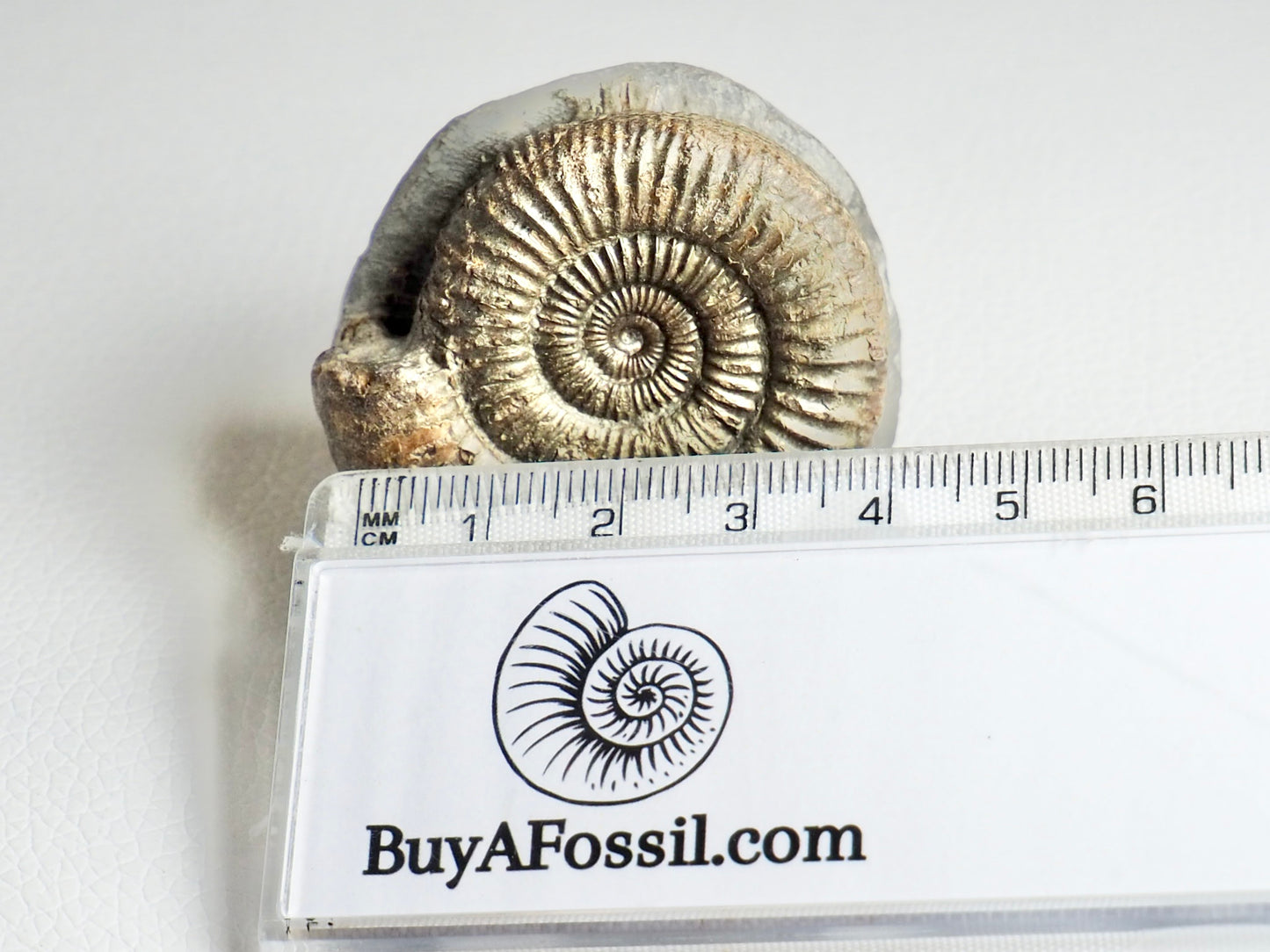 CutBase Dactylioceras Ammonite Fossil