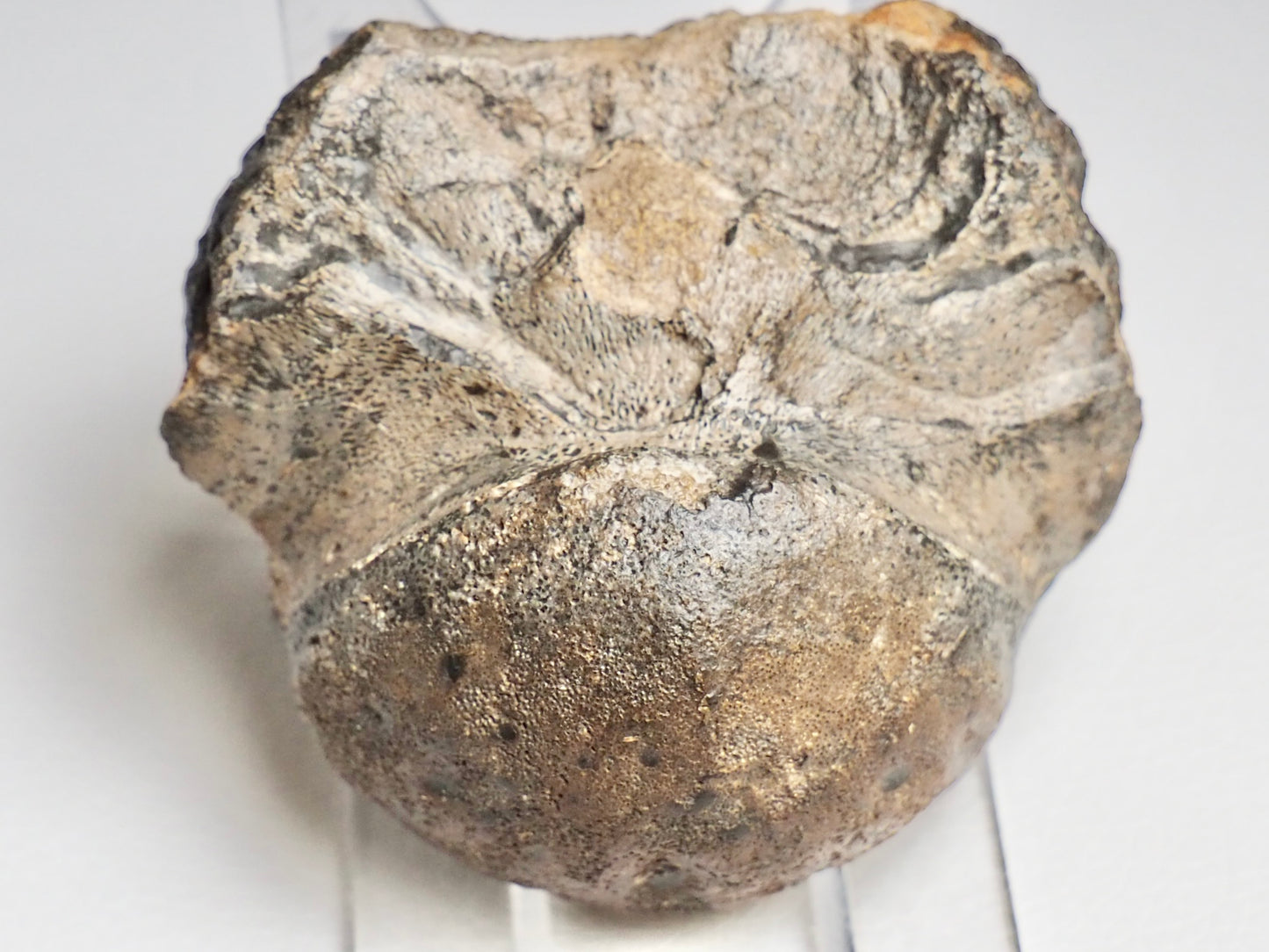 RARE Ichthyosaur Basioccipital Bone Whitby