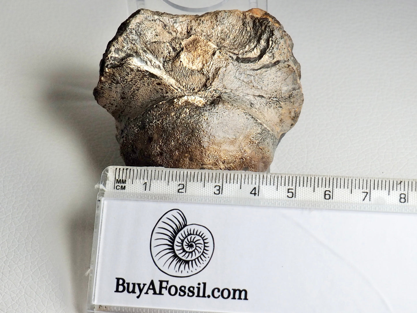 RARE Ichthyosaur Basioccipital Bone Whitby