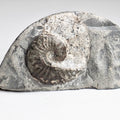 Pseudolioceras Ammonite Fossil – Whitby Yorkshire Coast – Jurassic