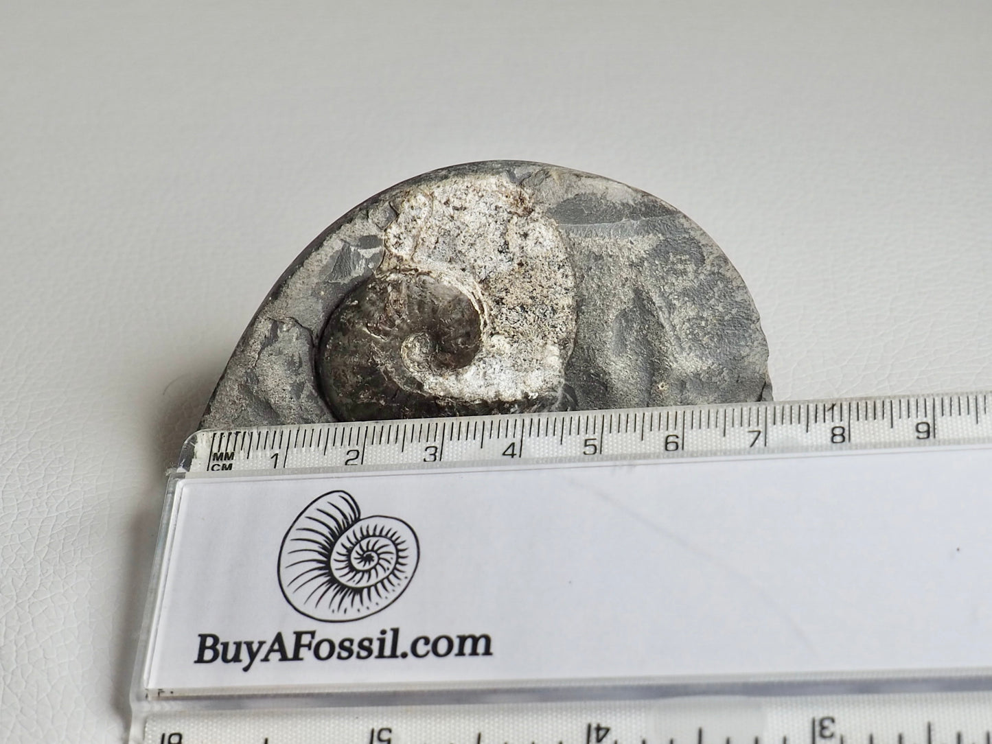 Whitby Ammonite Fossil Cutbase