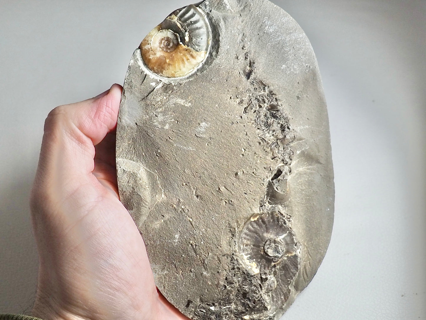 Stunning Calcite Eleganticeras Ammonite