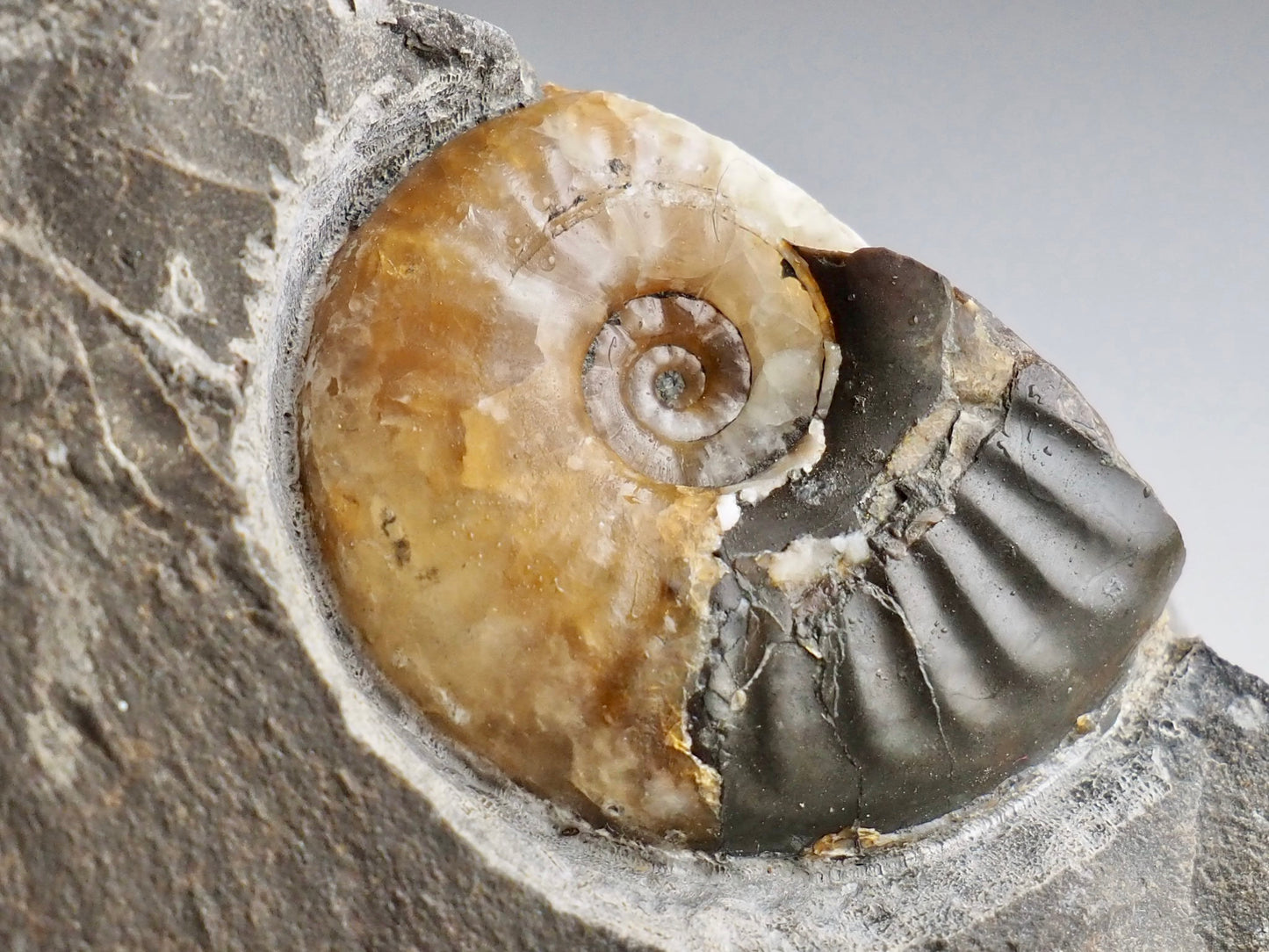 Stunning Calcite Eleganticeras Ammonite