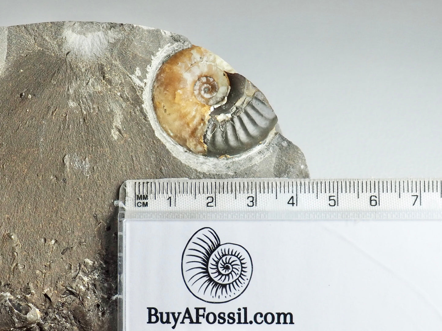 Stunning Calcite Eleganticeras Ammonite