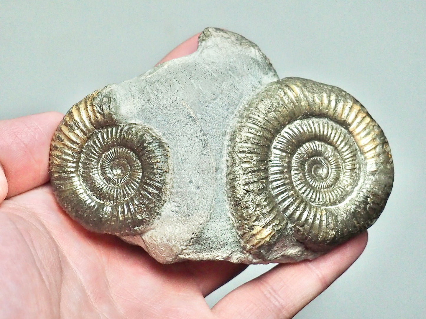 Rare Triple Dactylioceras Fossil Whitby