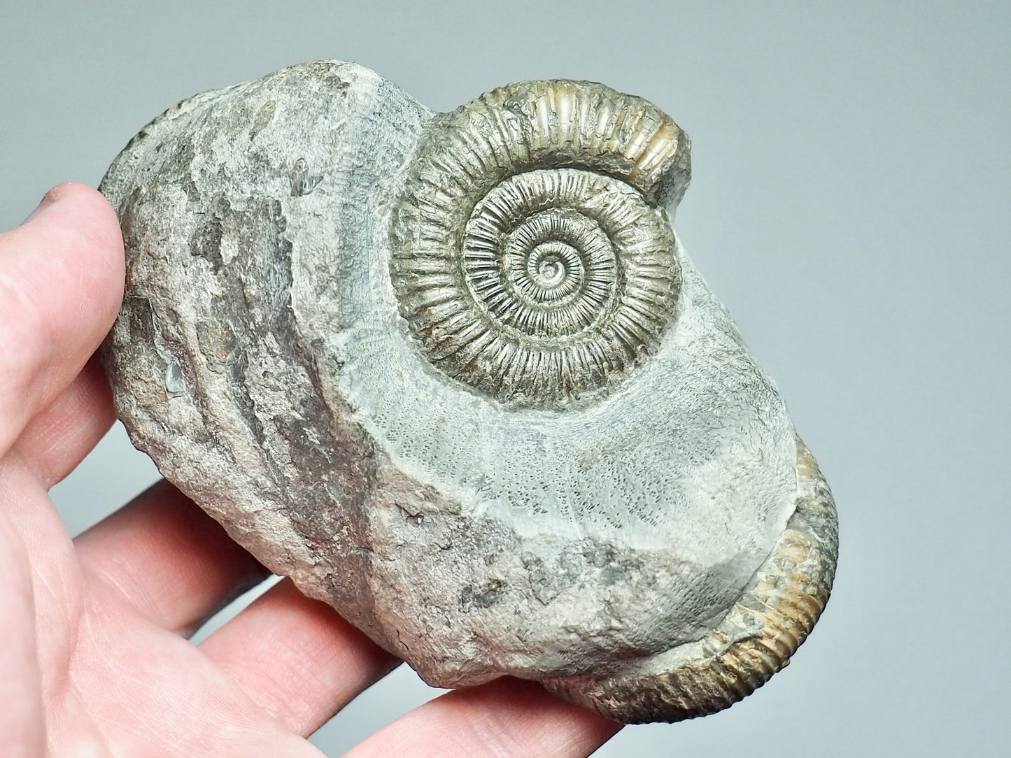 Rare Triple Dactylioceras Fossil Whitby