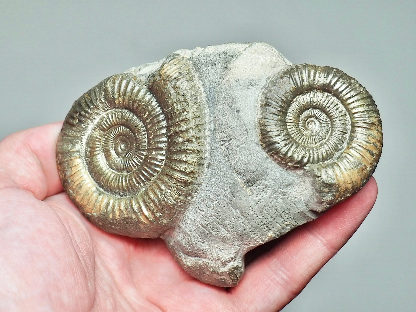 Rare Triple Dactylioceras Fossil Whitby