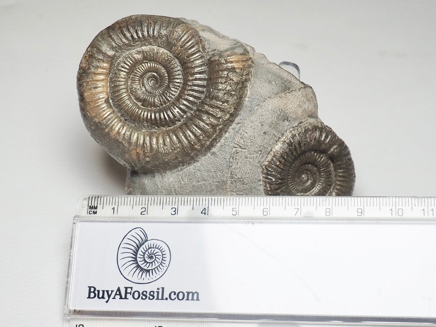 Rare Triple Dactylioceras Fossil Whitby