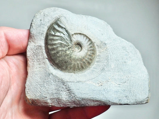 Pseudolioceras Ammonite Whitby