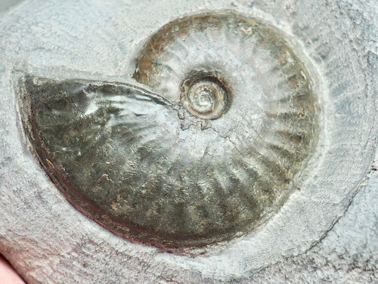 Pseudolioceras Ammonite Whitby