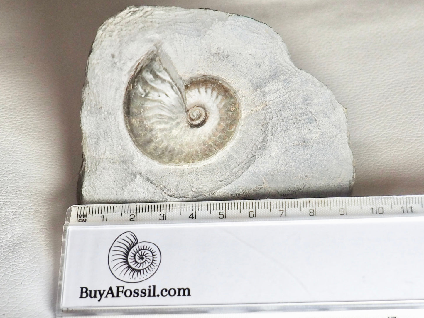 Pseudolioceras Ammonite Whitby