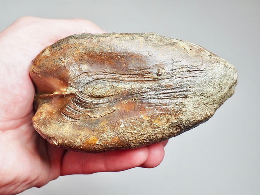 Monster Plagiostoma Bivalve Shell