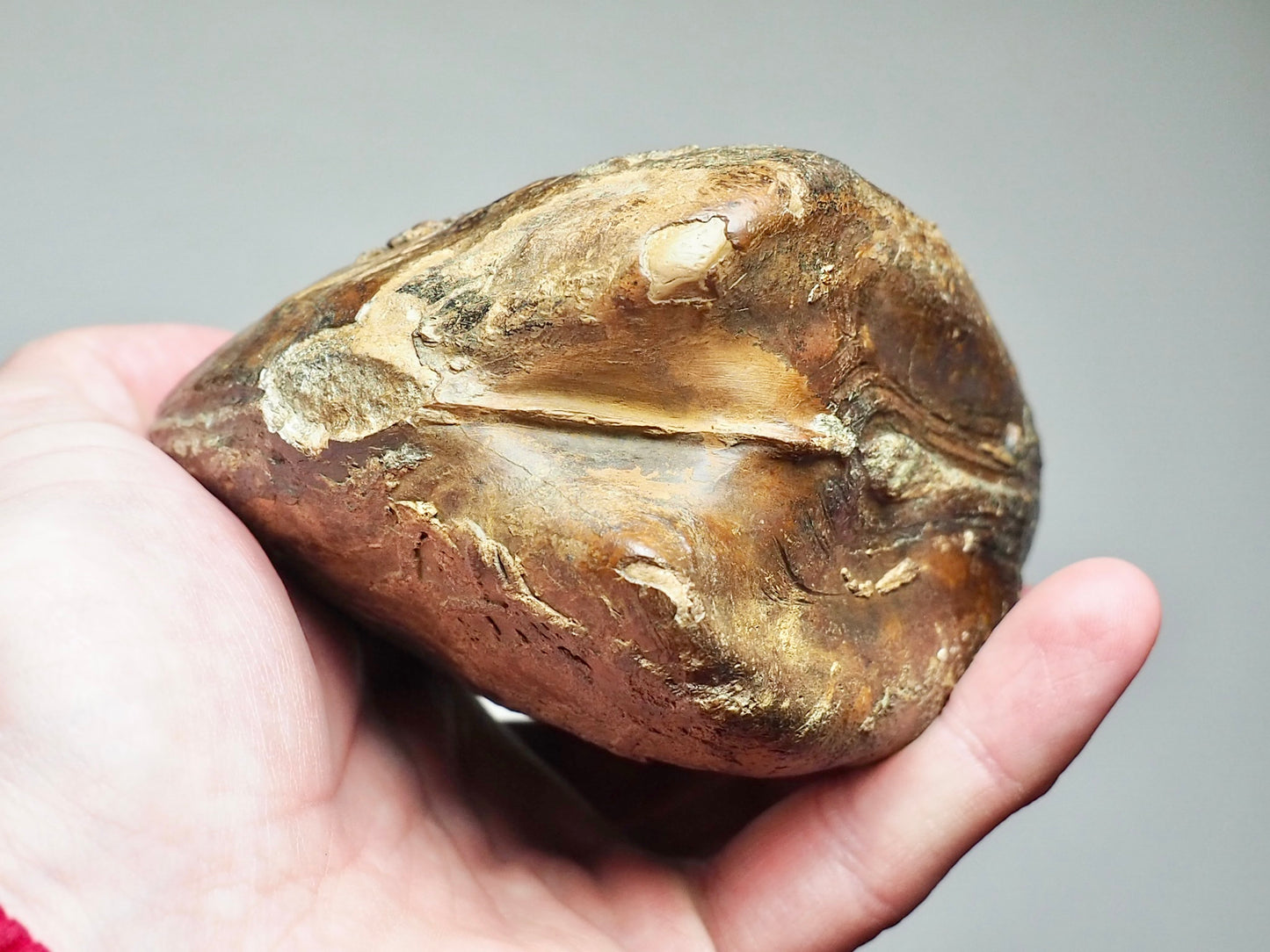 Monster Plagiostoma Bivalve Shell