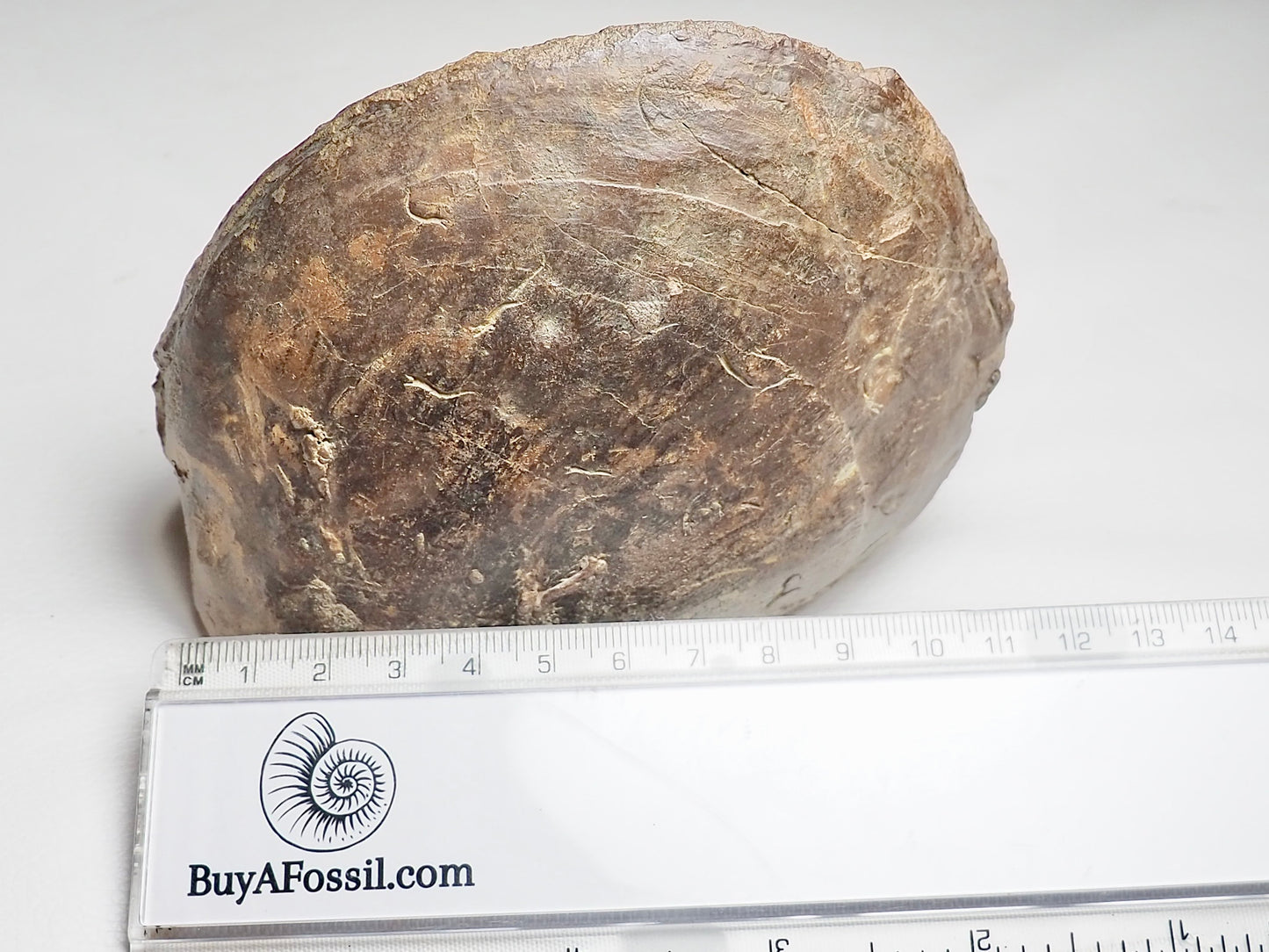 Monster Plagiostoma Bivalve Shell