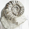 Rare Eugassiceras Ammonite