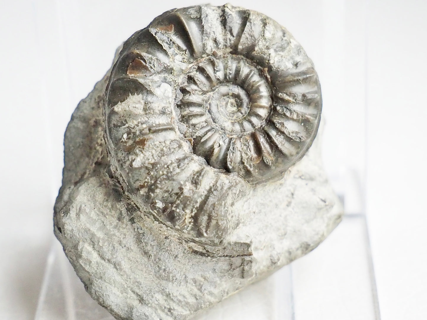 Rare Eugassiceras Ammonite