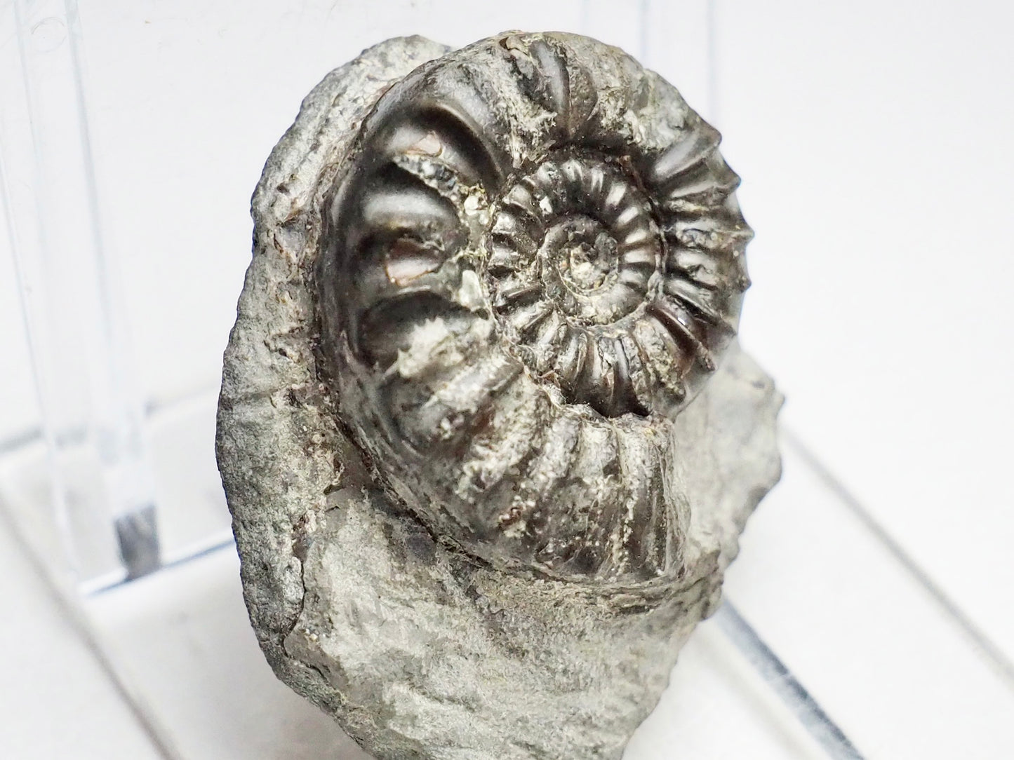 Rare Eugassiceras Ammonite