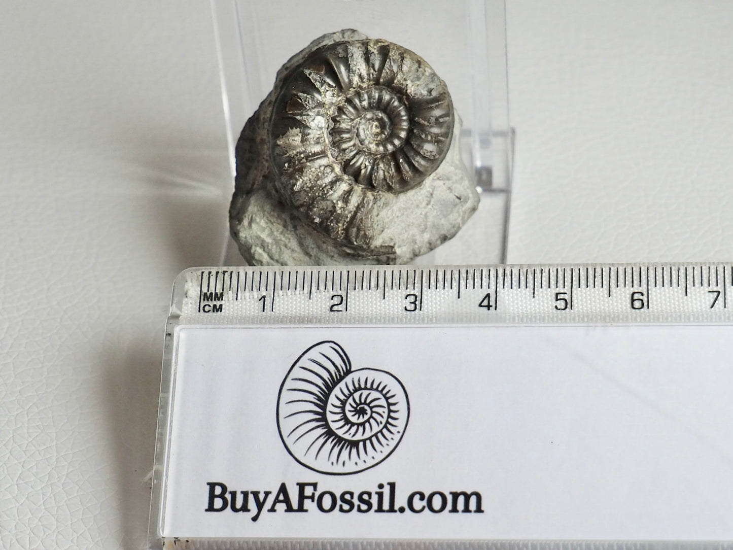 Rare Eugassiceras Ammonite