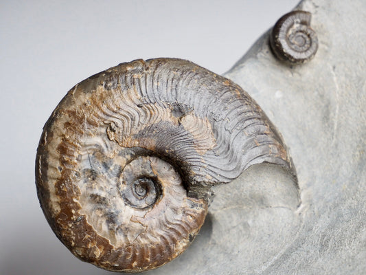 Harpoceras Ammonite In Artistically Prepared Matrix
